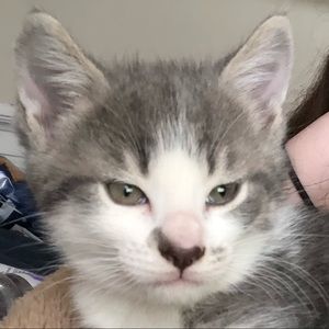 Meet your Posher, Destiny